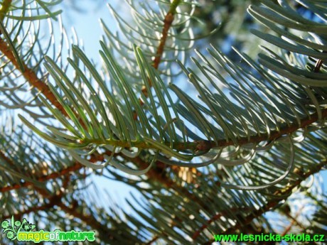 Jedle stejnobarvá - Abies concolor ´Violacea´ - Foto David Hlinka (3)