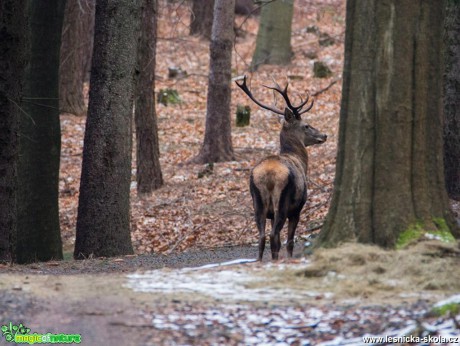 Stopování jelena - Foto Lukáš Málek (2)