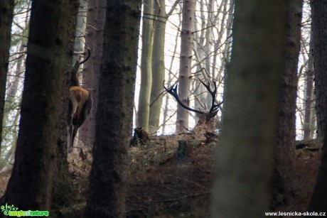 Stopování jelena - Foto Lukáš Málek (3)