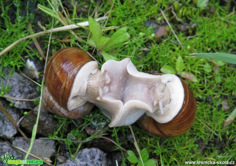 Hlemýžď zahradní  - Helix pomatia - Foto Miloslav Míšek