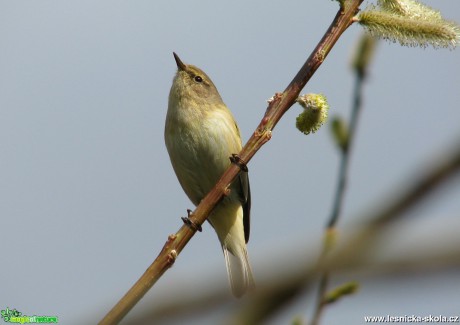 Budníček větší - Phylloscopus trochilus - Foto Miloslav Míšek (1)