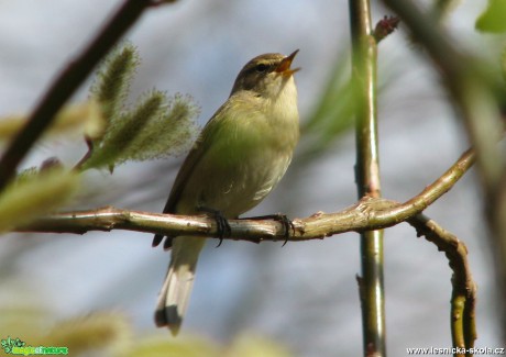 Budníček větší - Phylloscopus trochilus - Foto Miloslav Míšek (2)