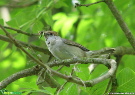 Pěnice černohlavá - Sylvia atricapilla - Foto Miloslav Míšek