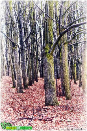 V listnatém lese - Foto Pavel Ulrych