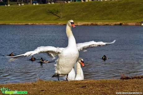 Labuť velká - Cygnus olor - Foto Pavel Ulrych (1)