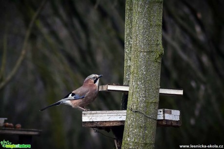 Sojka obecná - Garrulus glandarius - Foto Pavel Ulrych