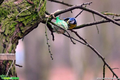 Sýkora modřinka - Parus caeruleus - Foto Pavel Ulrych