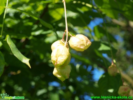 Klokoč zpeřený - Staphylea pinnata - Foto David Hlinka (1)