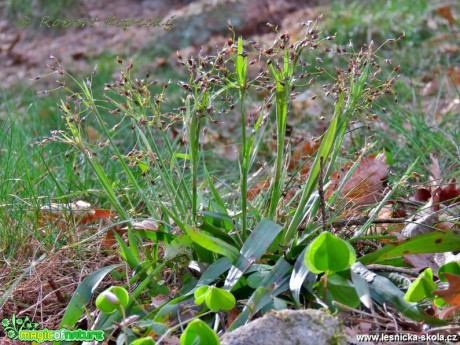 Bika chlupatá - Luzula pilosa - Foto Robert Kopecký