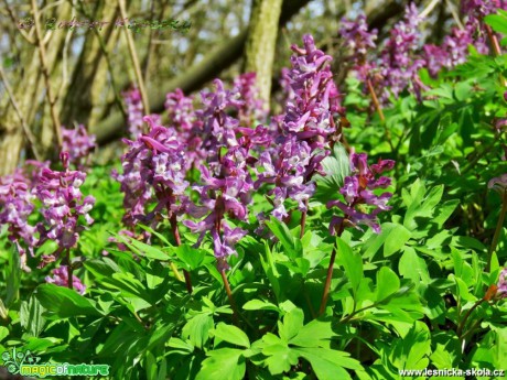 Dymnivka dutá - Corydalis cava - Foto Robert Kopecký