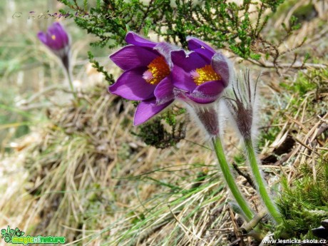 Koniklec otevřený - Pulsatilla patens - Foto Robert Kopecký (10)