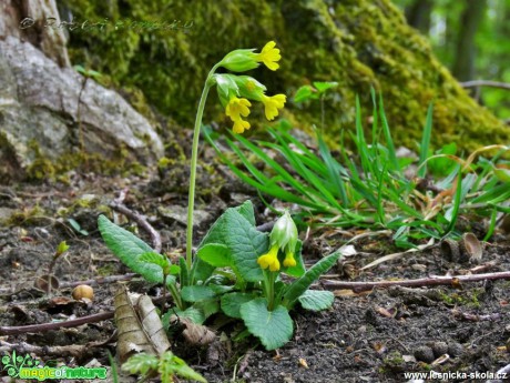 Prvosenka jarní - Primula veris (2) - Foto Robert Kopecký