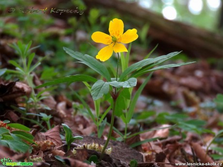 Sasanka pryskyřníkovitá - Anemone ranunculoides - Foto Robert Kopecký