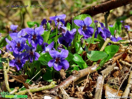 Violka vonná - Viola odorata - Foto Robert Kopecký