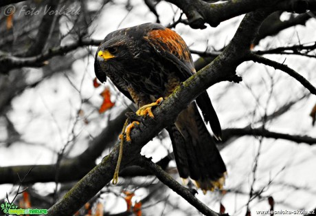 Káně Harrisova - Parabuteo unicinctus - Foto Michal Vorlíček (6)