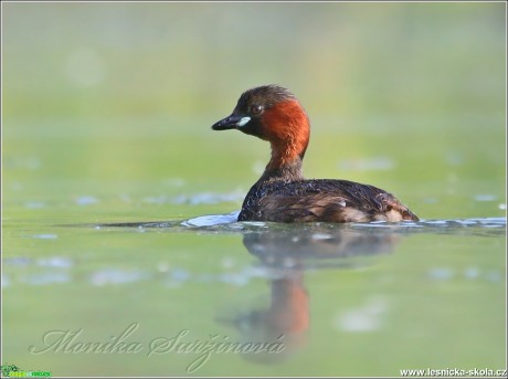 Potápka malá - Tachybaptus ruficollis - Foto Monika Suržinová