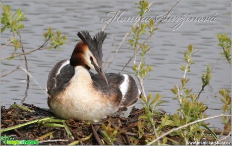 Potápka roháč - Podiceps cristatus - Foto Monika Suržinová (1)