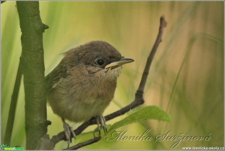 Rákosník obecný (mládě) - Acrocephalus scirpaceus - Foto Monika Suržinová