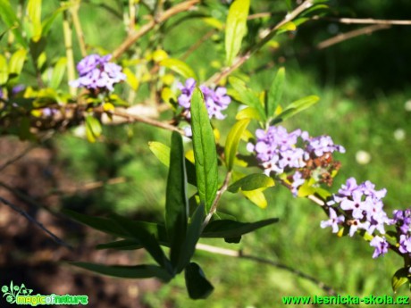 Komule střídavolistá - Buddleya alternifolia - Foto David Hlinka