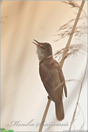 Rákosník velký - Acrocephalus arundinaceus - Foto Monika Suržinová (2)