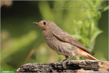 Rehek domácí (samice) - Phoenicurus ochruros - Foto Monika Suržinová