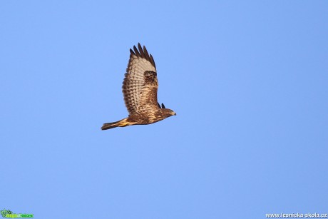 Káně lesní - Buteo buteo - Foto Irena Wenischová