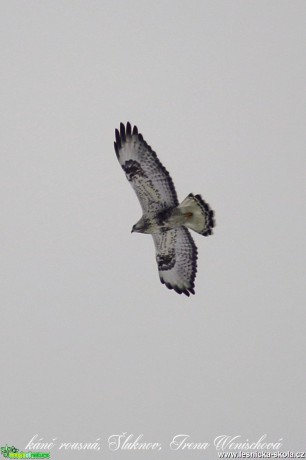 Káně rousná - Buteo lagopus - Foto Irena Wenischová