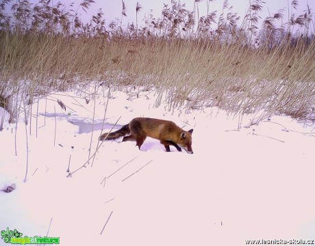 Liška obecná - Vulpes vulpes - Foto Lukáš Málek