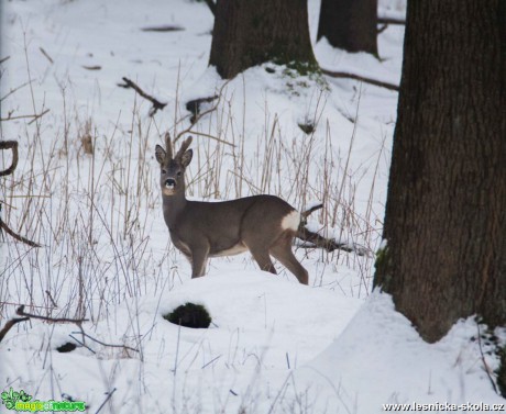 Srnec obecný - Capreolus capreolus - Foto Lukáš Málek (2)