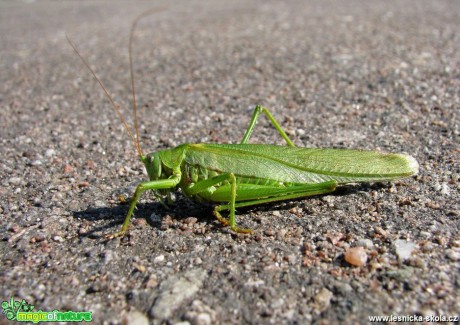 Kobylka zelená - Tettigonia viridissima - Foto Miloslav Míšek (1)