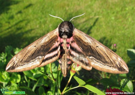 Lišaj šeříkový - Sphinx ligustri - Foto Miloslav Míšek