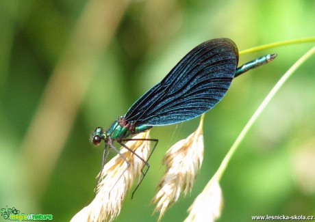 Motýlice obecná - Calopteryx virgo - Foto Miloslav Míšek