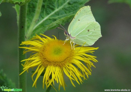 Žluťásek řešetlákový - Gonepteryx rhamni - Foto Miloslav Míšek