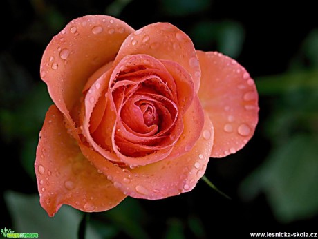 Květy růží - Foto Marie Vykydalová (1)