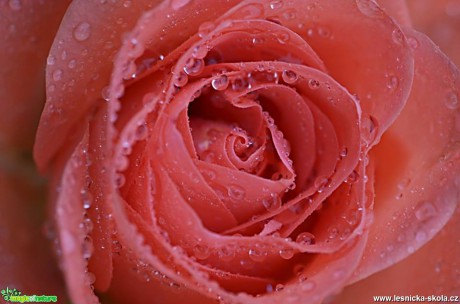 Květy růží - Foto Marie Vykydalová (2)
