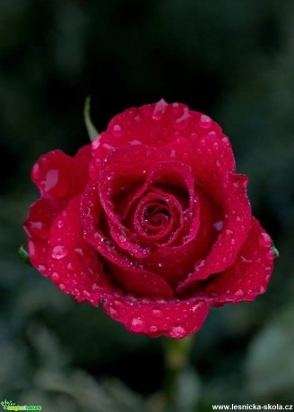 Květy růží - Foto Marie Vykydalová (3)