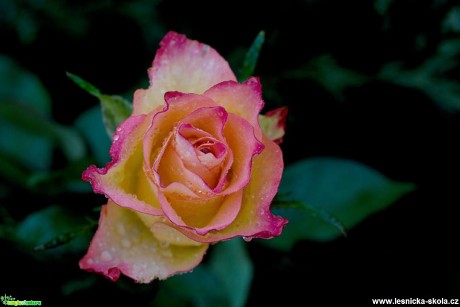 Květy růží - Foto Marie Vykydalová (5)