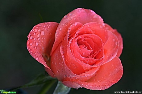 Květy růží - Foto Marie Vykydalová (6)