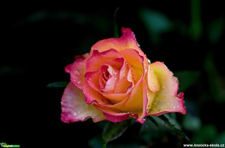 Květy růží - Foto Marie Vykydalová (7)