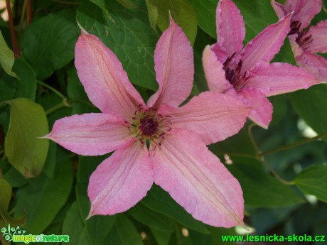 Plamének - Clematis ´Hagley Hybrid´ - Foto David Hlinka