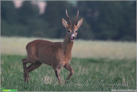 Srnec obecný - Capreolus capreolus - Foto Monika Suržinová (11)