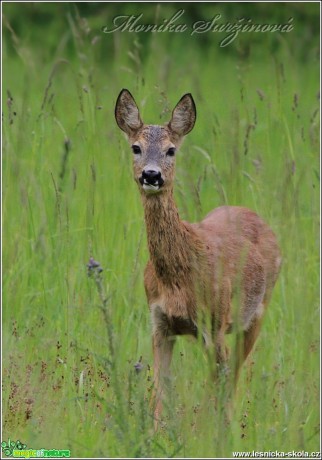 Srnec obecný - Capreolus capreolus - Foto Monika Suržinová (12)