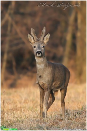 Srnec obecný - Capreolus capreolus - Foto Monika Suržinová (13)