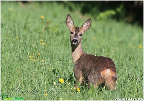 Srnec obecný - Capreolus capreolus - Foto Monika Suržinová (14)