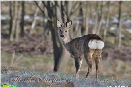 Srnec obecný - Capreolus capreolus - Foto Monika Suržinová (16)