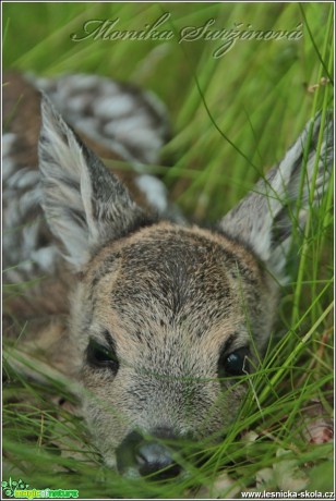 Srnec obecný - Capreolus capreolus - Foto Monika Suržinová (21)