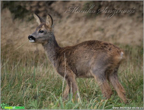 Srnec obecný - Capreolus capreolus - Foto Monika Suržinová (22)