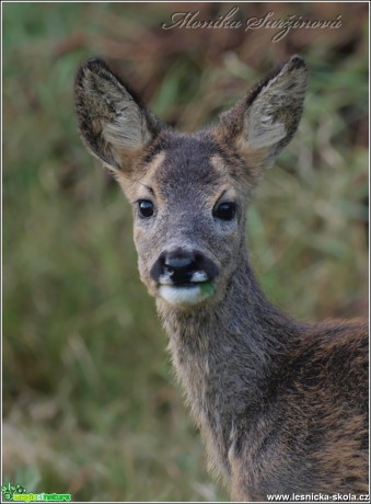 Srnec obecný - Capreolus capreolus - Foto Monika Suržinová (23)