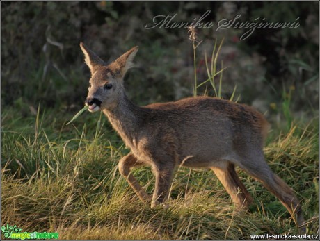 Srnec obecný - Capreolus capreolus - Foto Monika Suržinová (24)