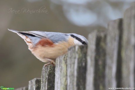 Brhlík lesní - samec - Sitta europaea - Foto Irena Wenischová (4)